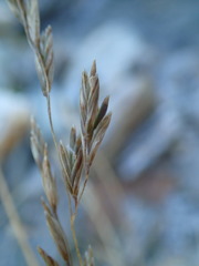 Poa cockayneana