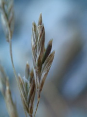 Poa cockayneana