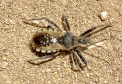 Rhynocoris ventralis