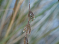 Poa cockayneana