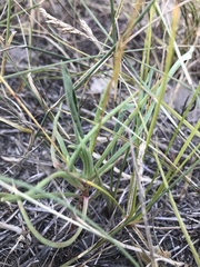 Phemeranthus rugospermus