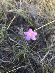 Phemeranthus rugospermus