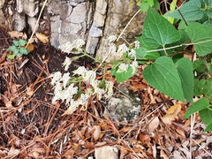 Koanophyllon longifolium