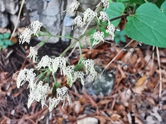 Koanophyllon longifolium