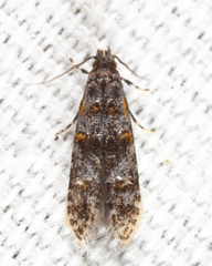Tineidae clade b