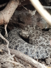 Crotalus aquilus