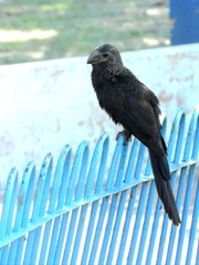 Crotophaga ani