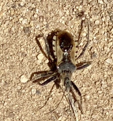 Rhynocoris ventralis