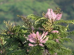 Mimosa benthamii