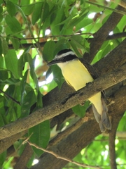 Pitangus sulphuratus