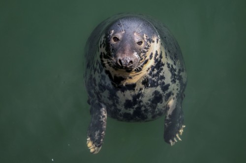 Atlantic Grey Seal photographed in Massachusetts