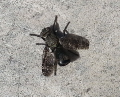 Platystoma