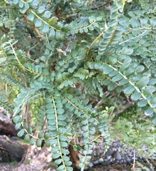 Sophora cassioides