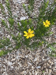 Coreopsis palmata