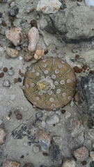 Astrophytum asterias