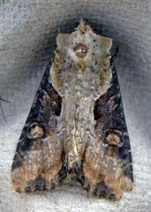 Lateroligia ophiogramma