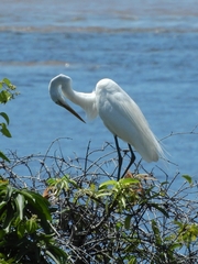 Ardea alba