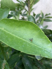 Condylostylus longicornis