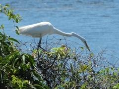 Ardea alba