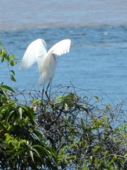 Ardea alba
