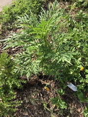 Cosmos sulphureus