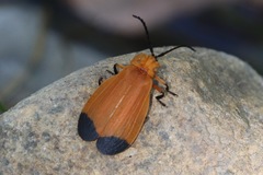 Lycus arizonensis