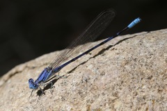 Argia munda