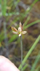 Juncus stygius
