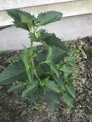 Magnoliopsida