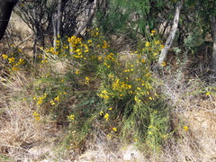 Senna aphylla