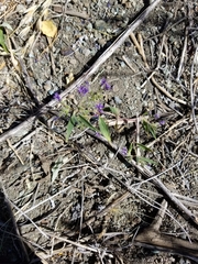 Trichostema laxum