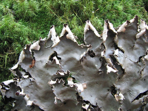 horizontal pelt lichen