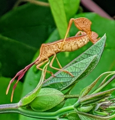 Chondrocera laticornis