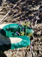 Trichostema laxum