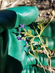 Trichostema laxum