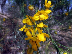Senna aphylla