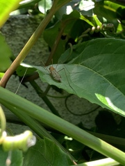 Tipulomorpha