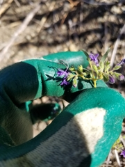 Trichostema laxum