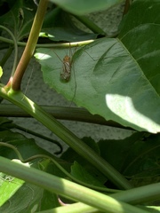 Tipulomorpha