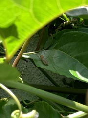 Tipulomorpha