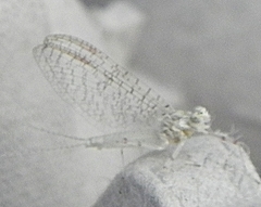 Maccaffertium modestum