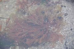 Microcladia borealis