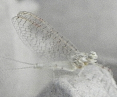 Maccaffertium modestum