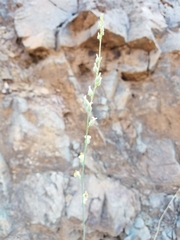 Streptanthus morrisonii