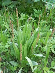 Plantago macrocarpa
