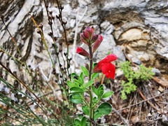 Salvia greggii