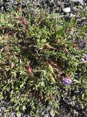 Oxytropis huddelsonii