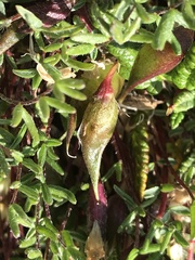 Oxytropis huddelsonii