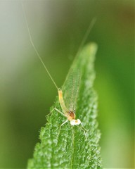 Maccaffertium terminatum terminatum