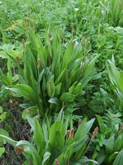 Plantago macrocarpa